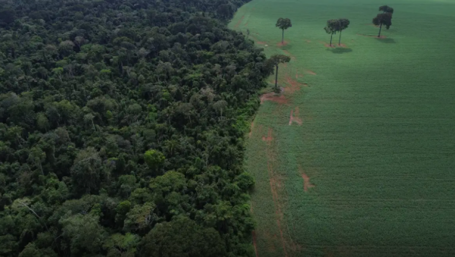 BRASIL REDUZ EM 42% AS PERDAS FLORESTAIS EM 2025, APONTA ESTUDO