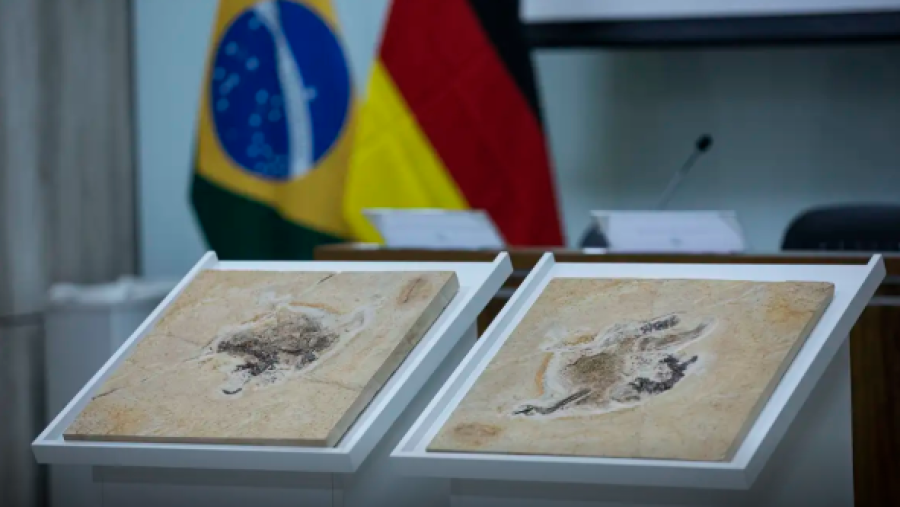BRASIL BUSCA RECUPERAR FÓSSEIS DE DINOSSAUROS E OUTROS PATRIMÔNIOS EM 14 PAÍSES