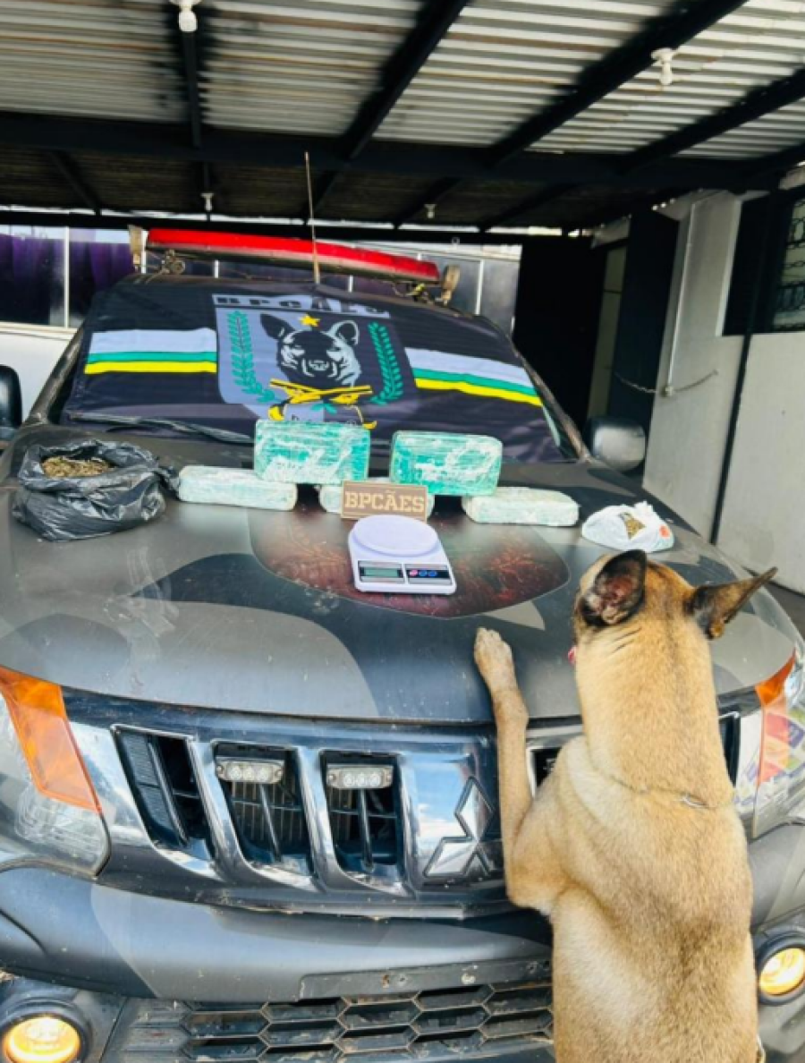 CÃO FAREJADOR AJUDA POLÍCIA A ENCONTRAR 5 KG DE COCAÍNA EM CASA DE RIO VERDE