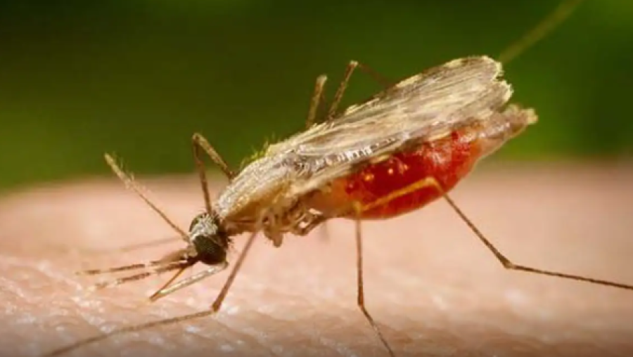 CIENTISTAS DA FIOCRUZ AVANÇAM NA BUSCA POR VACINA MAIS COMPLETA CONTRA A MALÁRIA
