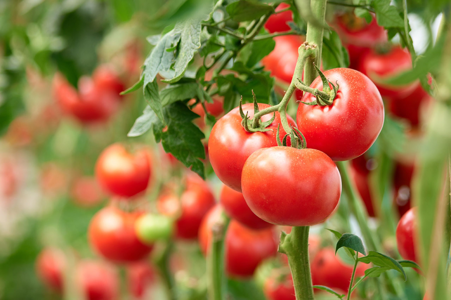 TOMATE FICA QUASE 16% MAIS BARATO NAS PRINCIPAIS CEASAS DO PAÍS