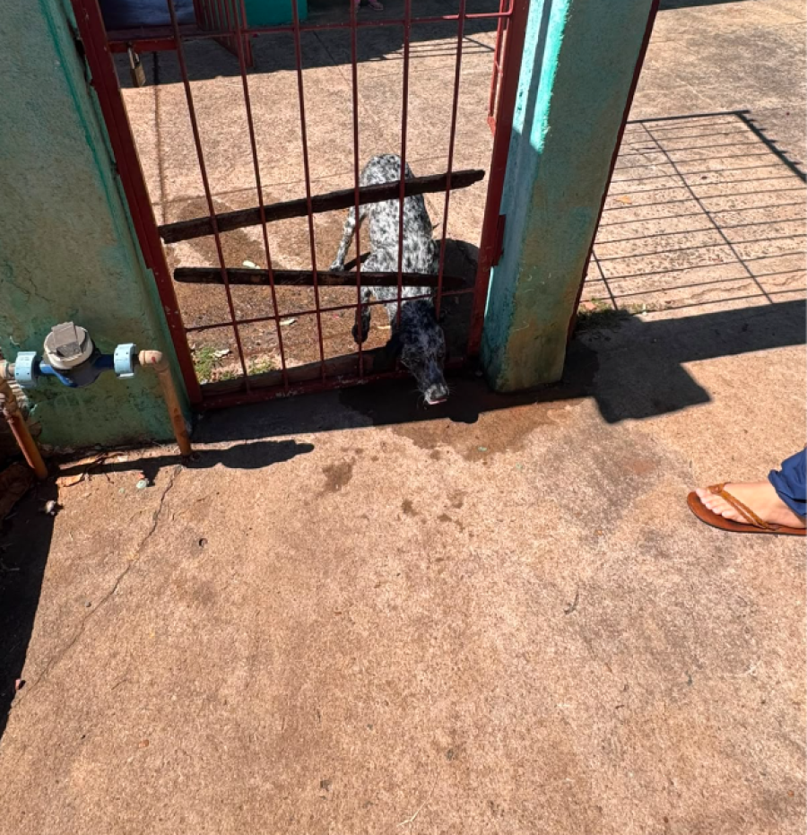BOMBEIROS RESGATAM CACHORRO PRESO EM GRADE DE PORTÃO EM PIRACANJUBA