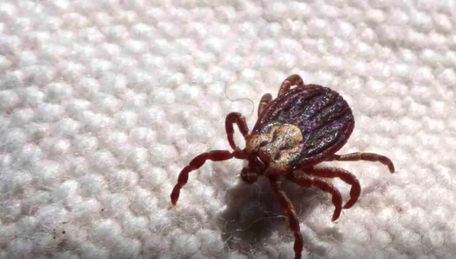 SÃO PAULO REGISTRA 18 MORTES POR FEBRE MACULOSA EM 19 CASOS CONFIRMADOS