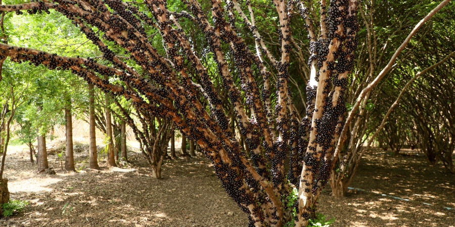 ENCONTRO TÉCNICO EM HIDROLÂNDIA DISCUTE CULTIVO E PRODUÇÃO DE JABUTICABA EM GOIÁS
