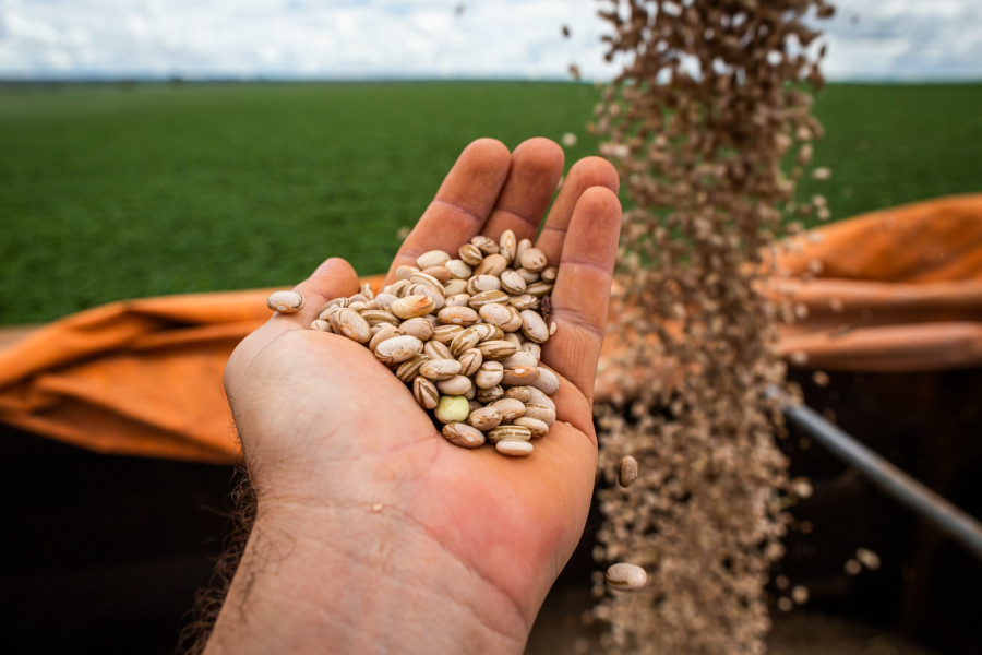 GOIÁS AUMENTA PRODUÇÃO DE FEIJÃO E ALCANÇA 2º LUGAR EM PRODUTIVIDADE NO BRASIL 