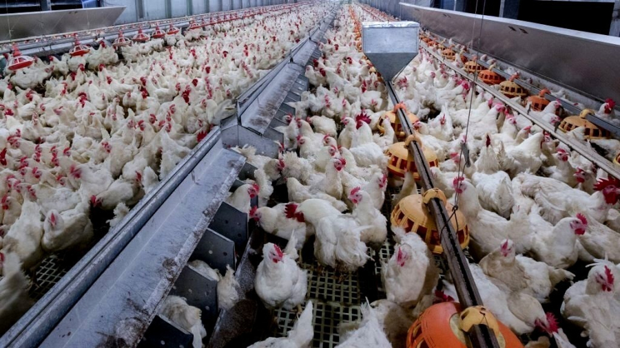 ABATE DE FRANGOS EM GOIÁS CRESCE 7,1% NO PRIMEIRO TRIMESTRE DE 2026