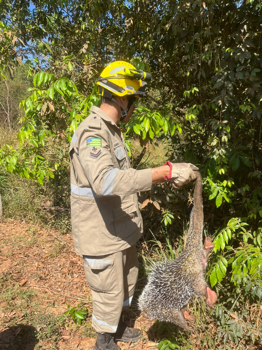 BOMBEIROS RESGATAM OURIÇO-CACHEIRO E FAZEM SOLTURA SEGURA NA ZONA RURAL DE BELA VISTA DE GOIÁS
