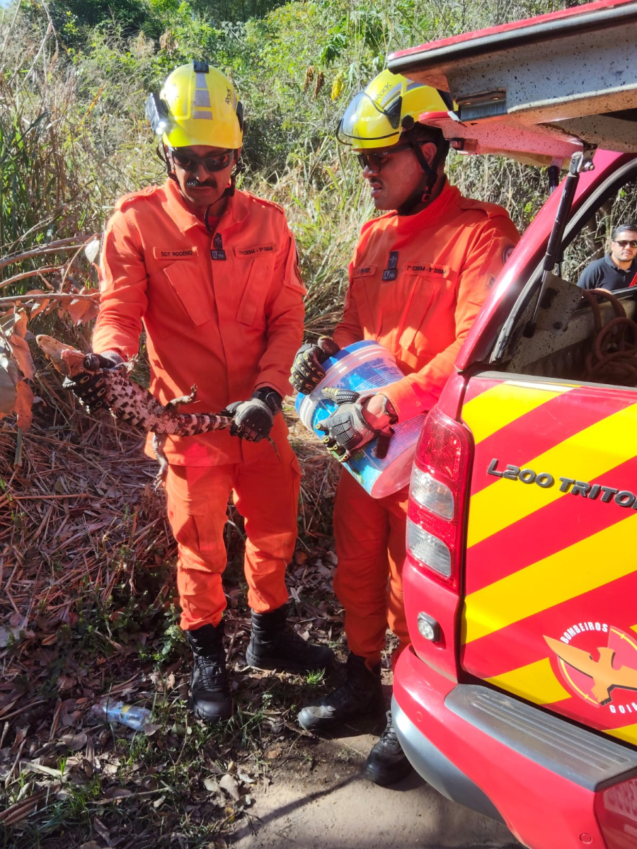 BOMBEIROS RESGATAM FILHOTE DE JACARÉ DENTRO DE MANILHA EM CALDAS NOVAS