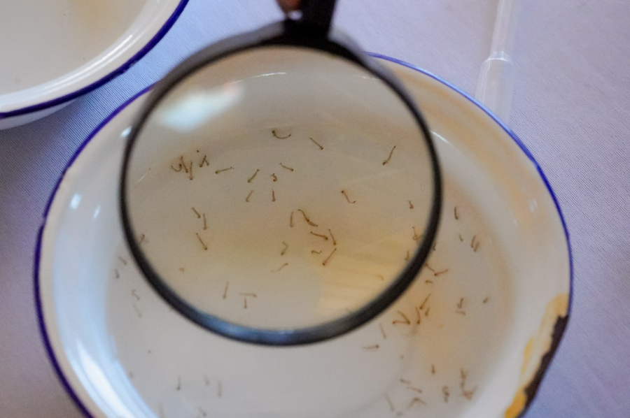 CHUVAS FORA DE ÉPOCA AUMENTAM RISCO DE DENGUE E CHIKUNGUNYA EM GOIÁS
