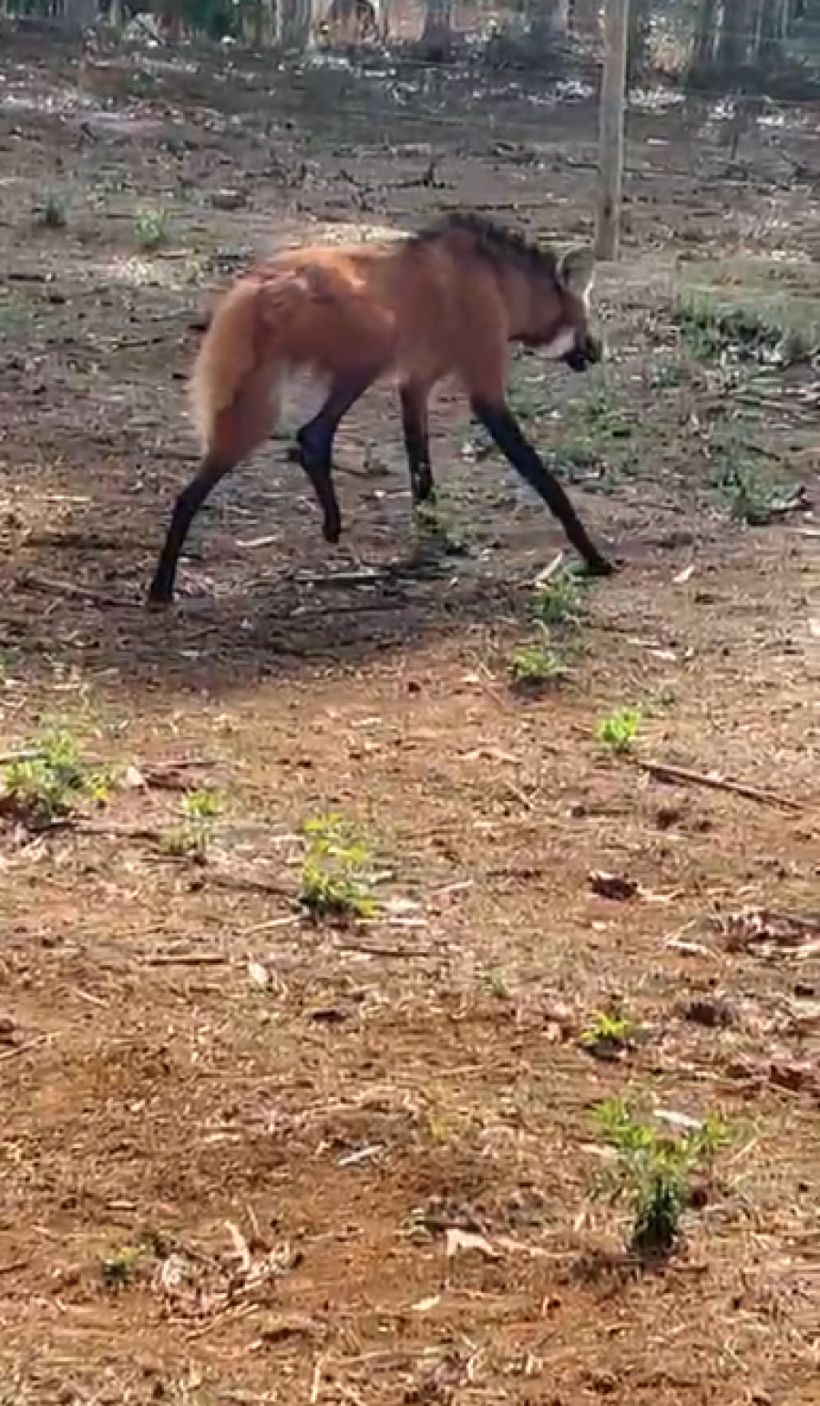 LOBO-GUARÁ FERIDO É CAPTURADO EM PROPRIEDADE RURAL DE JATAÍ