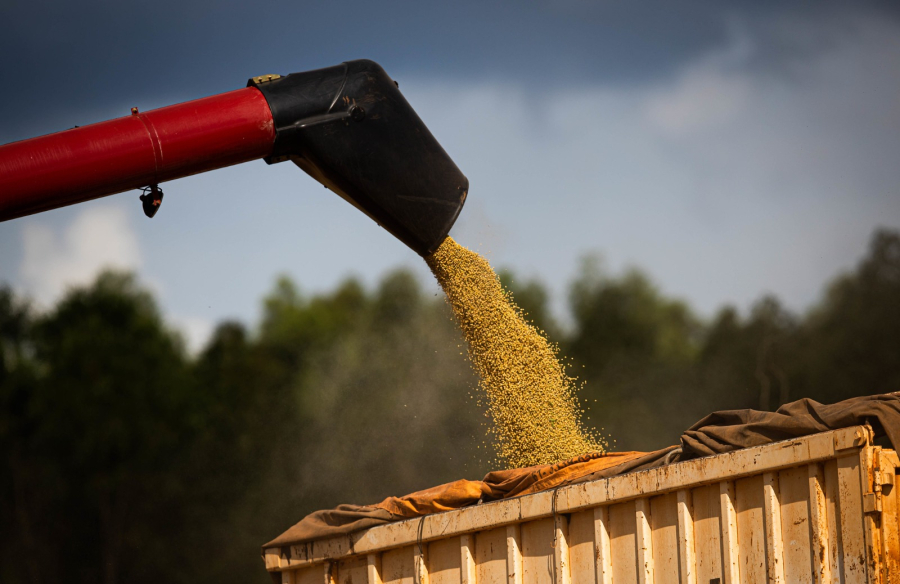 GOIÁS LIDERA PRODUÇÃO DE TOMATE, SORGO E GIRASSOL E PRODUZ 20,3 MILHÕES DE TONELADAS DE SOJA