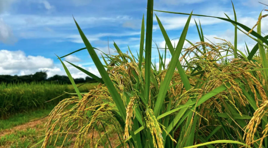 GOIÁS IMPORTA QUASE 70% DO ARROZ QUE CONSOME, APONTA AGRODEFESA