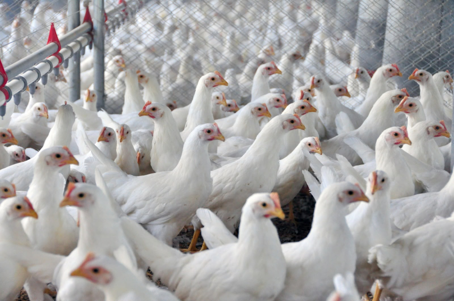 GOIÁS AUMENTA EXPORTAÇÕES DE CARNE DE FRANGO E MOVIMENTA US$ 315,8 MILHÕES NO SEMESTRE