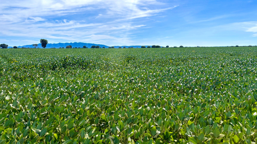 GOIÁS PRODUZ 37,3 MILHÕES DE TONELADAS DE GRÃOS NA SAFRA 2024/2025