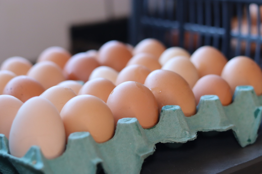 Goiás tem o segundo maior volume de produção de ovos para um primeiro semestre e ocupa a 5ª posição nas exportações de ovos para incubação