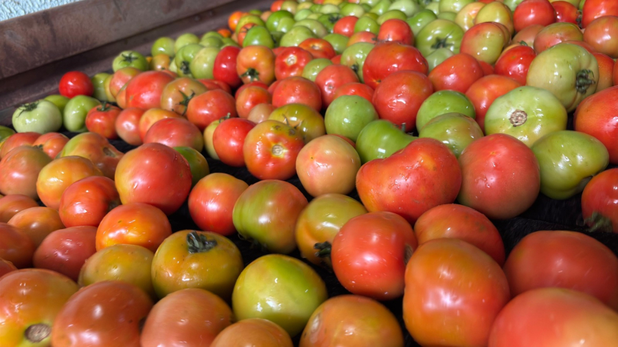 Goiás lidera a produção nacional de tomate, mas safra de 2026 deve ser 18,5% menor que a de 2025