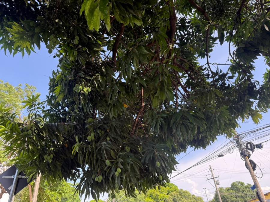 Equatorial alerta para riscos de acidentes ao colher mangas perto da rede elétrica em Goiás